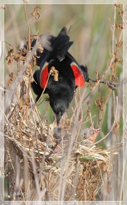 Red-winged Blackbird 