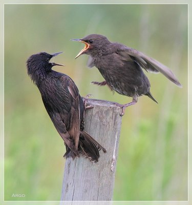 European Starlings