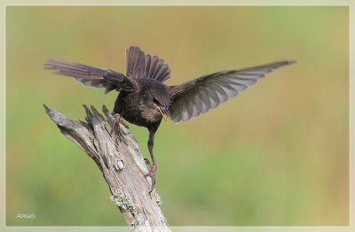 European Starling