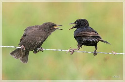 European Starlings 