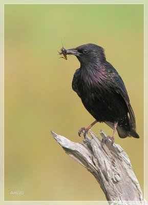 European Starling