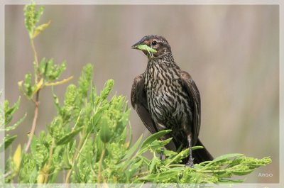 Red-winged Blackbird