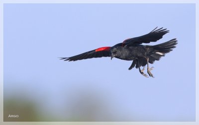 Red-winged Blackbird