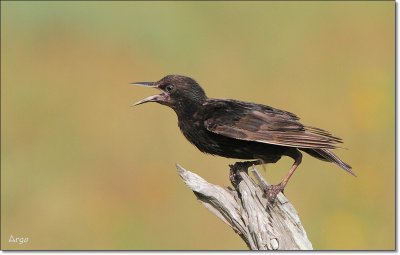 European Starling