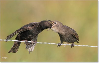 European Starlings