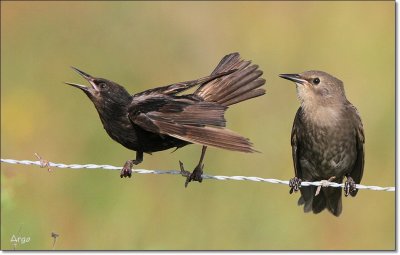 European Starlings