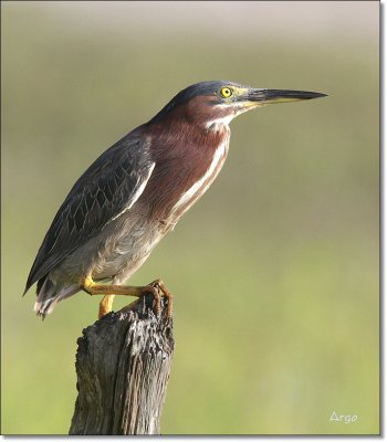 Green Heron 