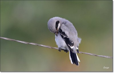 Loggerhead Shrike 