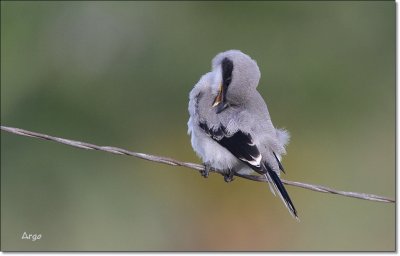 Loggerhead Shrike 