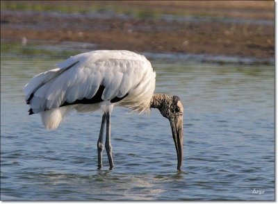 Wood Stork