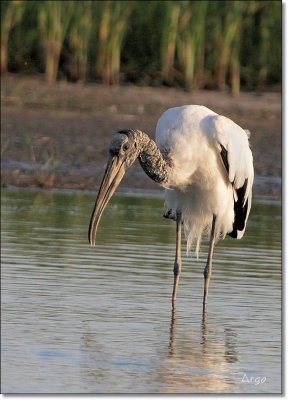 Wood Storks 