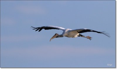 Wood Stork