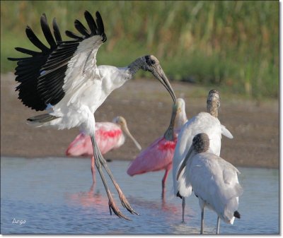 Wood Storks 
