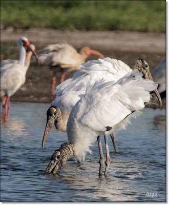 Wood Storks 