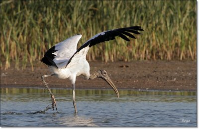 Wood Stork