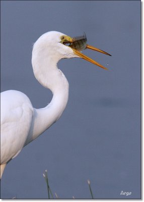 Great Egret