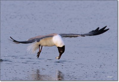 Laughing Gull