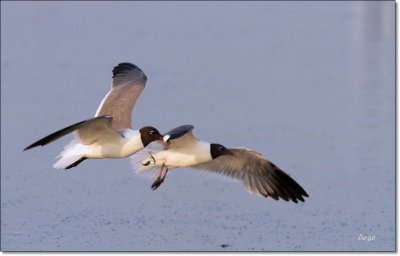 Laughing Gulls 