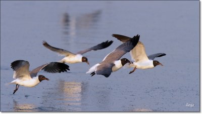 Laughing Gulls