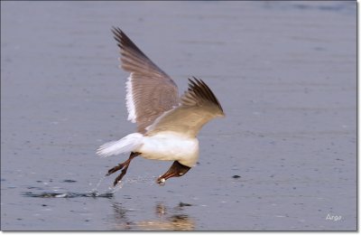 Laughing Gull