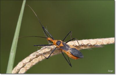 Milkweed Bug