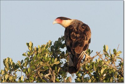 Crested Caracara