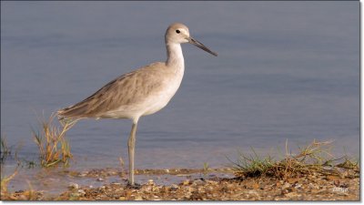 Willet