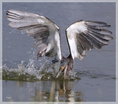 Tri-colored Heron 