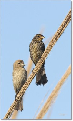 Red-winged Blackbird female with Juvenile Brown-headed Cowbird. 