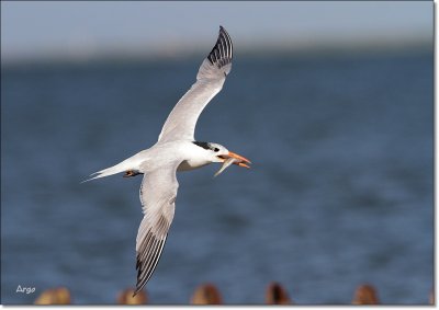 Royal Tern 