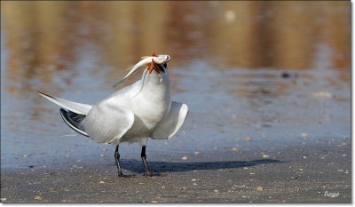 Royal Tern 