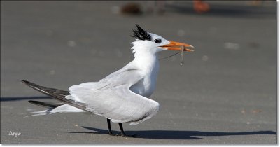 Royal Tern