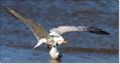 Royal Tern 