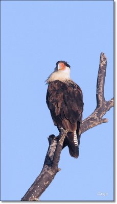 Crested Caracara