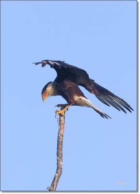 Crested Caracara