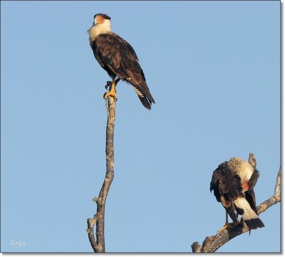Crested Caracaras 