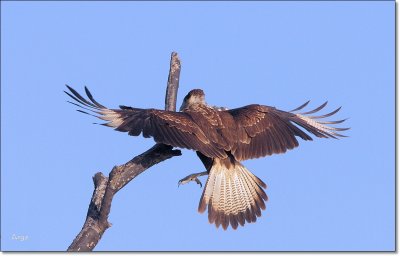 Crested Caracara