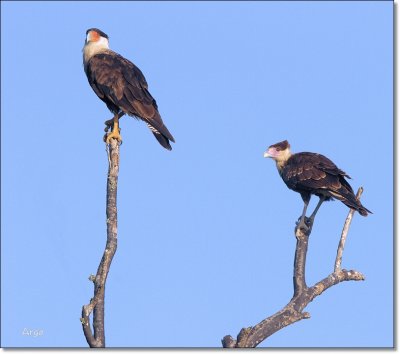 Crested Caracaras