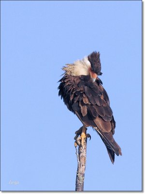 Crested Caracara
