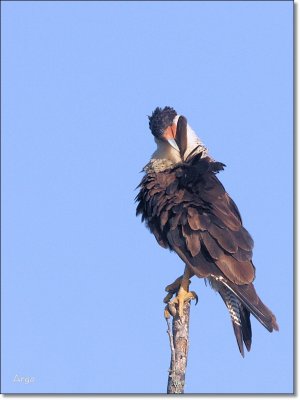 Crested Caracara
