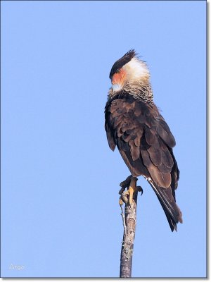 Crested Caracara
