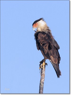 Crested Caracara