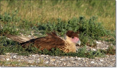 Crested Caracara