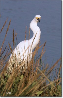 Snowy Egret