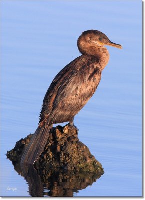 Neotropic Cormorant