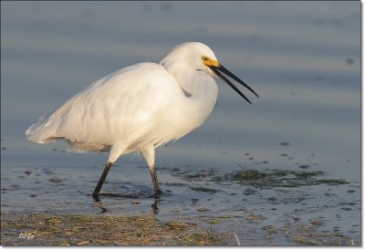 Snowy Egret