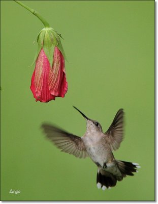 Ruby-throated Hummingbirds 