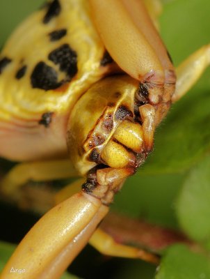  Crab Spider