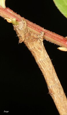 IMG_0991.JPG