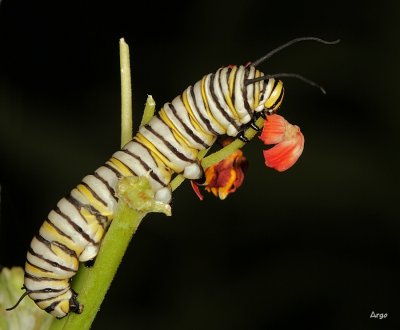 Monarch Caterpiller